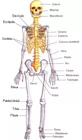El Cuerpo Humano