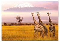 1000 Parque Nacional Amboseli, Kenia