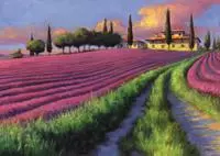 1500 Campo de Lavanda