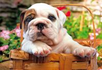 500 Bull dog