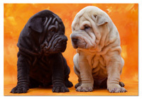 500 Perritos