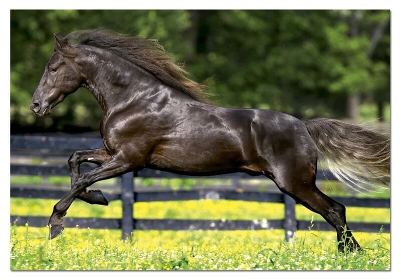 500 Galopando ( Educa 15148 ) imagen a