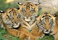 500 Pequeños Tigres