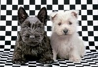 500 Terriers Blanco y Negro