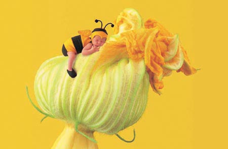 500 Baby Bumblebbe on Pumpkin Flower