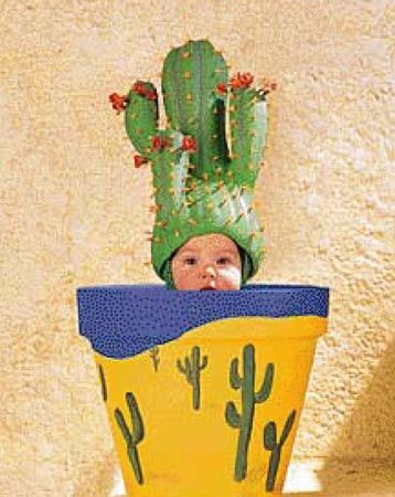 1000 Miniature Cactus Pot