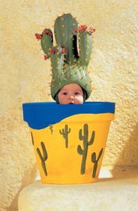 1000 Miniature Cactus Pot