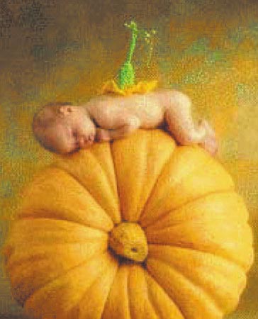 1000 Miniature Country Pumpkin