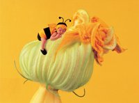 500 Baby Bumblebbe on Pumpkin Flower